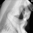 판교 P&P 동물병원 이미지