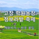 개화농장 | 🌿 2026 고창 청보리밭 축제 | 학원농장 유채꽃 개화시기 + 방문 꿀팁 총정리