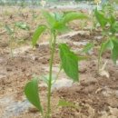 현아네 농장 이미지