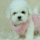 도그비숑 이미지