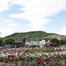 장미의거리12 이미지