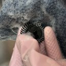 화이트 | 일리 우유거품기 [ 일리 밀크프로더 화이트 ] 후기