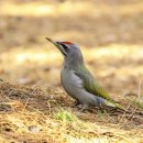 딱따구리 이미지