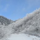 동강 할미꽃 흑염소농장 | 강원 지역 가볼 만한 곳(여행 명소 및 먹거리) -25년 업데이트
