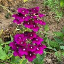 무곡농장 이미지