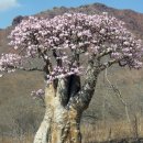 환상의섬 이미지