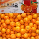 [공동구매] 제주감귤[로얄감귤](4~5번과) 10kg*1박스(150~180과) 파격가할인!!29% 이미지