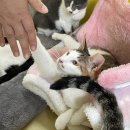 말괄냥이 Daum카페