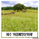 빙떡 | 제주 와흘 메밀 문화제 메밀꽃 축제정보 개화상황 빙떡 지름떡 메밀차 맛본 후기