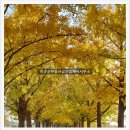 은행나무공인중개사사무소 이미지