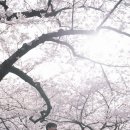 제주대학교 | 제주도벚꽃/제주대학교벚꽃 스냅 이벤트 촬영 후기