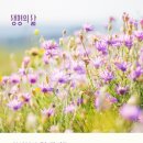 영광의 빛 이미지