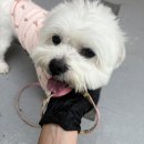 뮤지컬<해피한하루> | 주간일기, 위키드 내한공연, 내 생일, 반려마루 화성 유기견봉사 근황 후기, 새로운 아기 등장