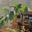 카페느리게 이미지