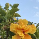 청사로-13 이미지