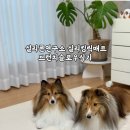 천천히, 함께, 슬로우리딩 | 강아지 슬로우식기 실리콘밥그릇 후기 | 실리콘연구소실리킹릭매트브런치슬로우식기