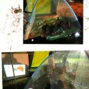 그린제주우도휴양펜션 이미지