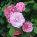 우장산동 이미지