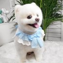 봄날의 댕댕이 이미지