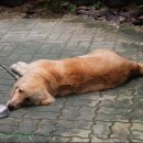 도도농장 이미지