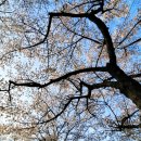 CU(벚꽃점) 이미지