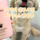 버블독스포항