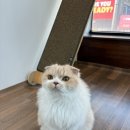 다다모모 이미지