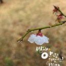 사는동안꽃처럼 이미지