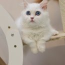 김포고양이분양 맘스캣 이미지