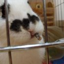 오물오물 Daum카페