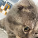 캣플헤븐 AK플라자금정점 이미지