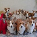 FAMILY DOG 네이버블로그