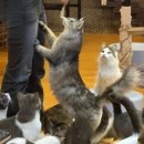 청춘 고양이 카페 이미지