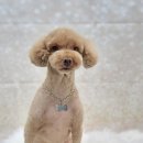 나나애견미용 이미지