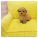 달링동물병원 이미지