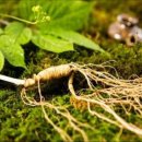 강원농장 이미지