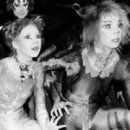 The Cats & Dog 이미지