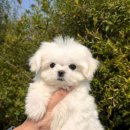 청주강아지분양 애견입양 애견미용 바른펫 이미지