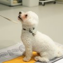 댕댕댕 애견유치원 | 은평구 애견유치원 초대형 야외 운동장 옐레드 더북한산점 후기!