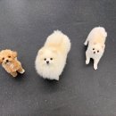 멍땅내사랑 애견유치원 애견호텔 | 강남애견호텔 멍파 강아지유치원&amp;애견호텔&amp;애견미용 365일 24시간 운영