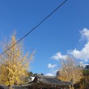 동래향교 | 부산 은행나무 명소, 동래향교 은행나무