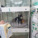 한밭동물병원 이미지