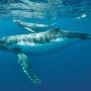 요나고래 이미지