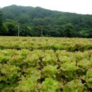 푸른꿈농장 이미지