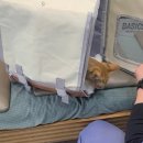 펫피아 동물병원 이미지