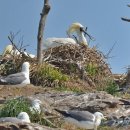 멸종위기종 저어새·노랑부리백로...'노루섬'에 안착 이미지