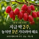 진해산소, 일사가스 | 보리수열매 지금 시기? 보리수효능