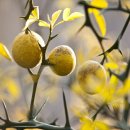 탱자한의원 이미지