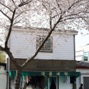 대륜동-4 | 2026 제주도 벚꽃 개화시기 제주 벚꽃 서귀포 실시간