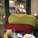 나드리 애견 이미지